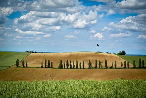 Un campo arato e seminato attraversato da un filare di pioppi, tra altri campi coltivati.
Sopra, un cielo azzurro attraversato da tante piccole nuvole bianche e due uccelli in volo.