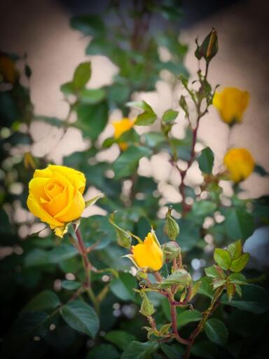 Rose gialle