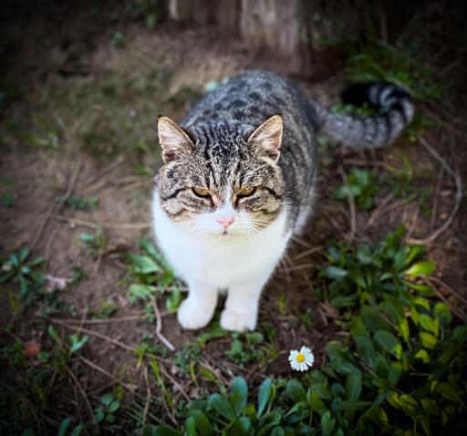 Gatto con pelo grigio e bianco, occhi gialli, in giardino tra foglie e una margherita.