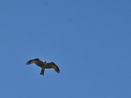 Un Nibbio bruno, in volo.
