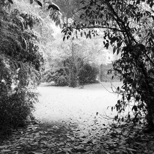 A black and white winter scene featuring a snow-covered pathway framed by lush foliage. Trees in the background are dusted with snow, while a light snowfall adds a serene atmosphere to the landscape. Leaves cover the ground, blending with the snowy backdrop.