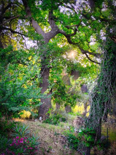Alberi verdi in un bosco con sole che filtra attraverso le foglie.