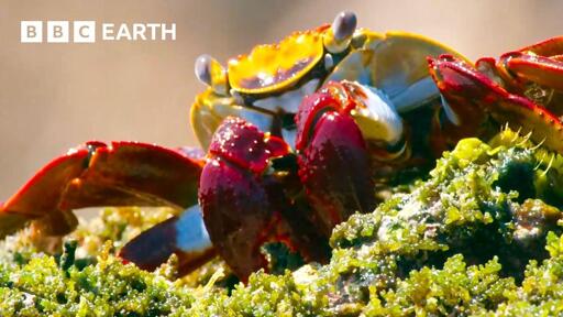 La meraviglia della natura narrata da David Attenborough