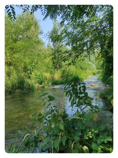 Un torrente scorre in mezzo al verde.
In primissimo piano, ortiche e altre erbe.
Il torrente scorre tra due rive piene di canne e alberi non curati. La scena è immersa nella (lontana) luce del sole e nell'ombra (rinfrescante) del bosco circostante.