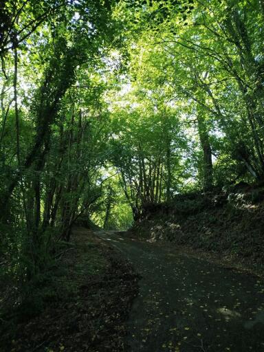 Un bosco rigoglioso e verde nei pressi di Proceno (VT).