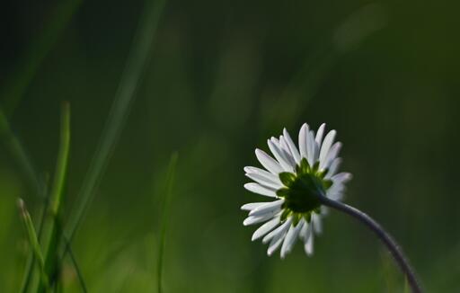 Una margheritina (Bellis perennis) rivolta verso il sole, ripresa da dietro sul finire del giorno.