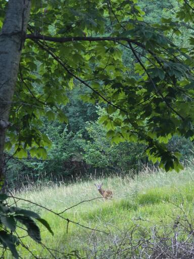 Foto di una radura circondata da un bosco. Nell'erba alta si vede un capriolo di spalle, che gira la testa per guardare chi lo sta disturbando (io).