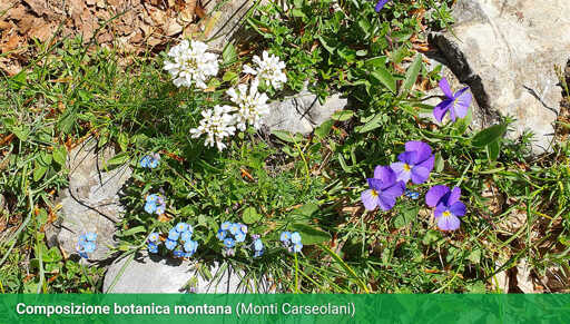 Viola, Nontiscordardime alpino, Erba Storna montana.