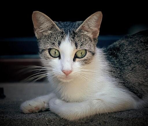 Gatto seduto su una superficie scura, con pelo bianco e macchie grigie, occhi verdi intensi, sfondo nero.