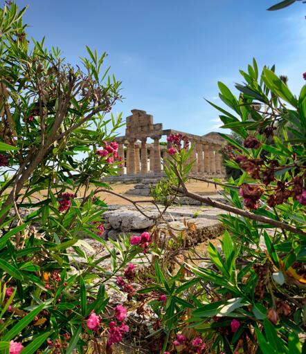 Tempio di Cerere - Paestum, tra piante verdi e fiori rosa sotto un cielo azzurro.