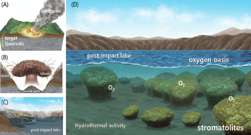 Lim e colleghi dimostrano che gli stromatoliti — le più antiche tracce fossili di vita microbica produttrice di ossigeno sulla Terra primordiale — potrebbero essersi sviluppati all’interno di crateri da impatto, sulla base di un’indagine dettagliata degli stromatoliti e dei sedimenti lacustri nel cratere da impatto di Hapcheon, in Corea del Sud.
