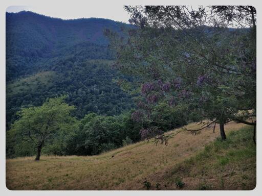 In primo piano, un pascolo con l'erba tagliata da poco dorata dal sole. Due alberi si affacciano sulla scena. Sullo sfondo, le montagne ricoperte dai boschi, di un vibrante verde intenso.