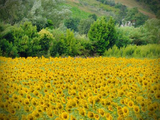 Campo di girasoli gialli sotto un cielo sereno con alberi verdi e colline sullo sfondo.