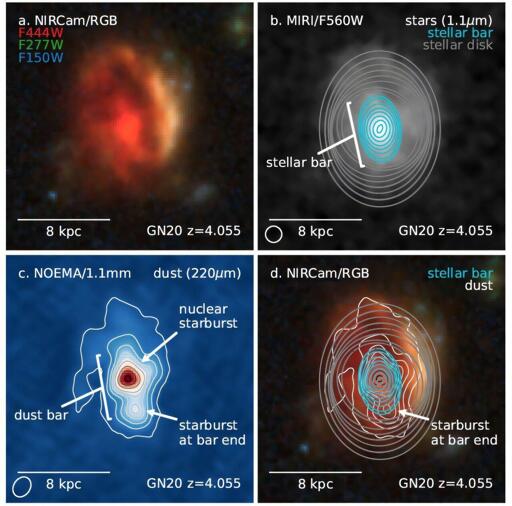 Struttura di GN20. (a) Immagine JWST/NIRCam della galassia starburst ricca di gas GN20 al redshift z=4,055. (b) La barra stellare di 7 kpc nel disco, tracciata da JWST/MIRI, indicata da ellissi di luminosità costante. (c) Osservazioni sub-millimetriche ad alta risoluzione del NOrthern Extended Millimeter Array (NOEMA) rivelano che la polvere si estende sull'intero disco stellare di GN20, tracciando regioni di intensa formazione stellare (oscurata). (d) C'è un forte allineamento tra la barra stellare e quella di polvere.

