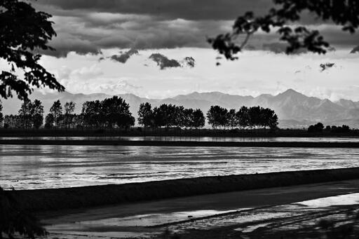 Risaie in bianco e nero