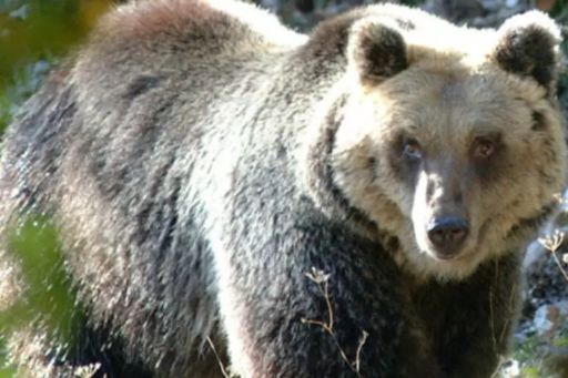 Una foto dell'orsa Amarena