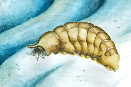 Ricostruzione artistica di Magnicornaspis garwoodi.