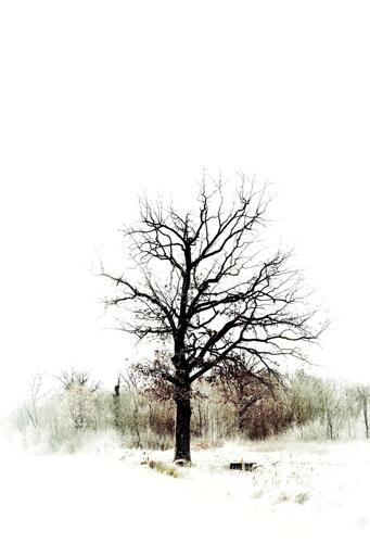 Una quercia a bordo strada a fine inverno, con i rami ancora spogli. Sullo sfondo la vegetazione di un bosco.
La fotografia è stata desaturata e alleggerita da tutto il superfluo tramite vignettatura chiara ai bordi per farla apparire quasi come un acquerello.