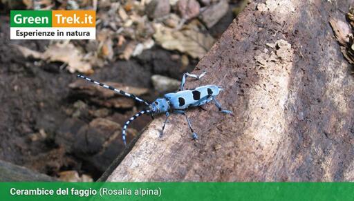 La Rosalia Alpina: un coleottero blu a macchie nere dalle lunghe antenne