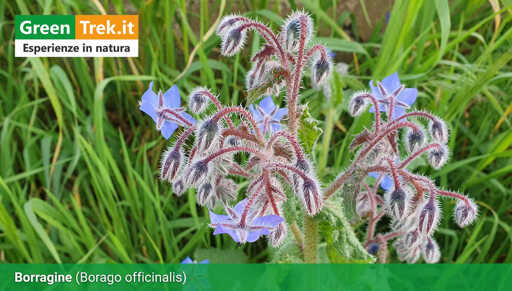 Fiori di Borago Officinalis da lcolore indaco tenue