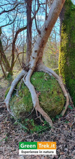 Un albero con radici che avvolgono completamente una grande roccia.