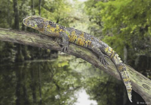 Ricostruzione paleoartistica di Acutodon villeveyracensis, il più antico membro conosciuto della linea evolutiva dei pan-shinisauri mai trovato in Europa.