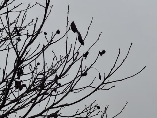 composizione spontanea con rami spogli di un giovane noce